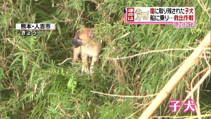 川岸に取り残された子犬 男性が船で…救出