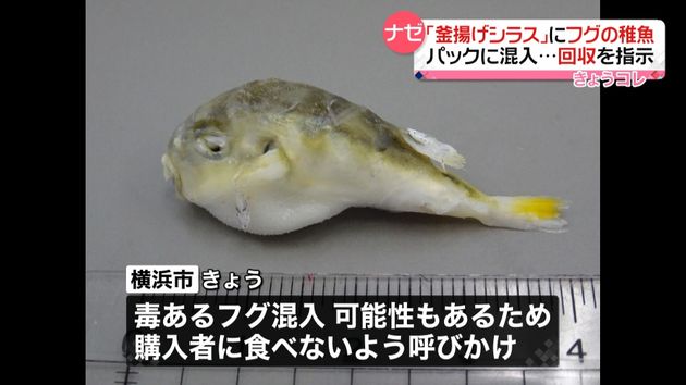 釜揚げシラス パックにフグの稚魚が混入