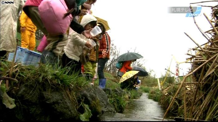 子供たちがサケの稚魚放流体験 札幌市