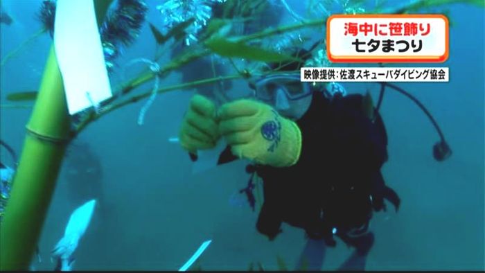 佐渡で「水中七夕まつり」 コブダイも参加