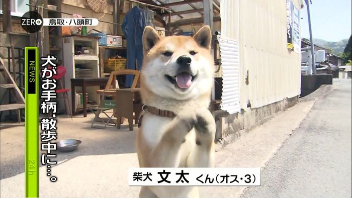柴犬・文太くんお手柄 女性のピンチ救う
