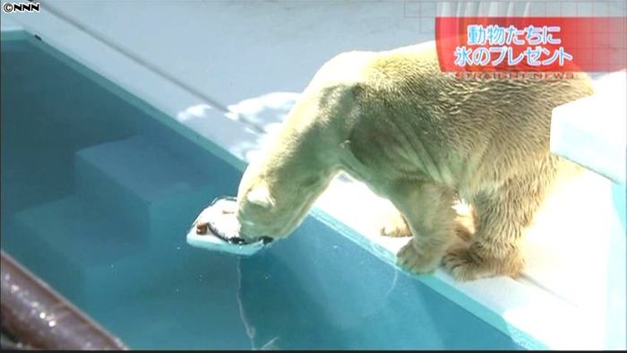ホッキョクグマに氷のプレゼント♪ 熊本市