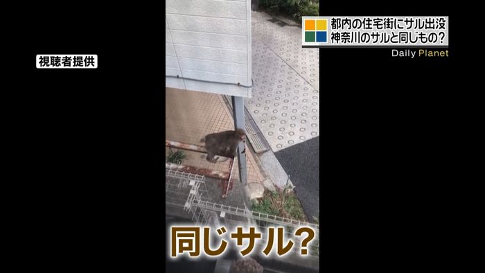 東京・大田区 住宅街などでサル目撃相次ぐ