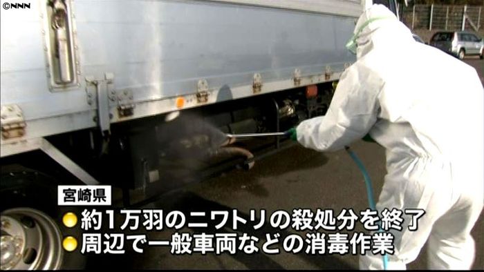 鳥インフル確認、鶏1万羽を殺処分 宮崎市