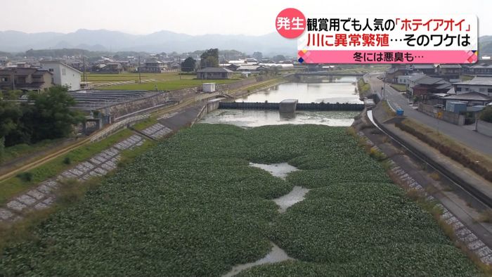 川一面に水草が“異常繁殖”その理由は?