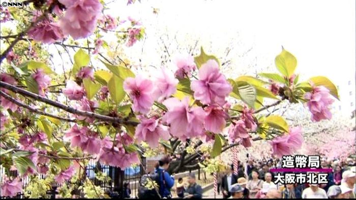 造幣局の“桜の通り抜け”始まる 大阪