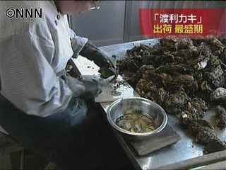 「幻のカキ」の出荷が最盛期 三重・白石湖