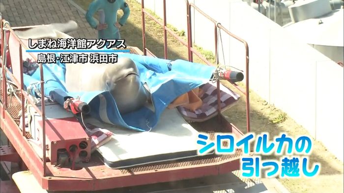しまね海洋館でシロイルカの“引っ越し”