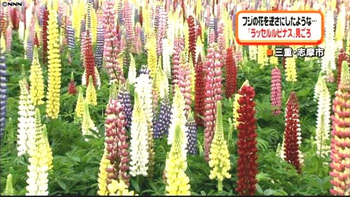 ラッセルルピナスの花が見頃 三重県志摩市