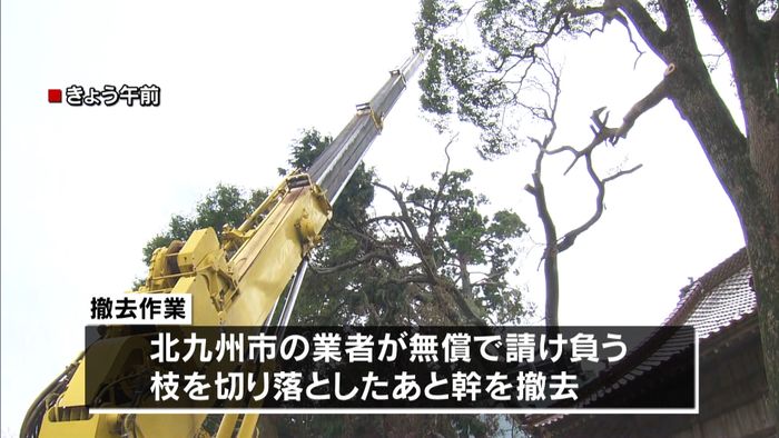台風10号で倒れたご神木を伐採 福岡