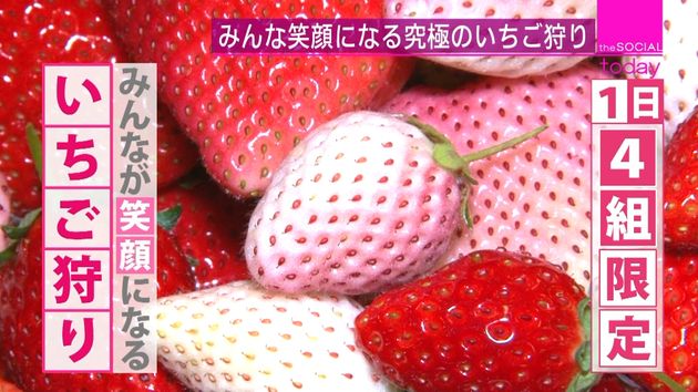 究極のいちご狩り １日４組限定の理由とは