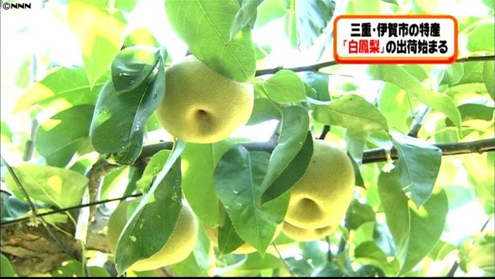 三重・伊賀市特産「白鳳梨」の出荷始まる