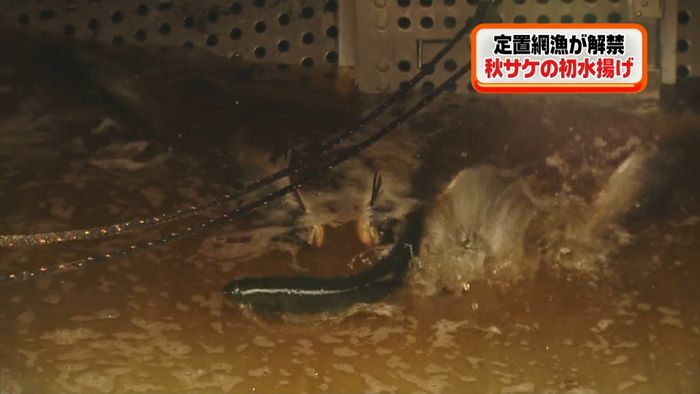 銀色に輝く秋サケ、初水揚げ えりも町