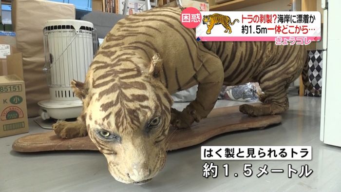 奄美大島の海岸に“トラ” 一体どこから…