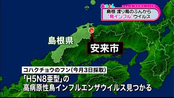 渡り鳥のふんから“鳥インフル”検出 島根