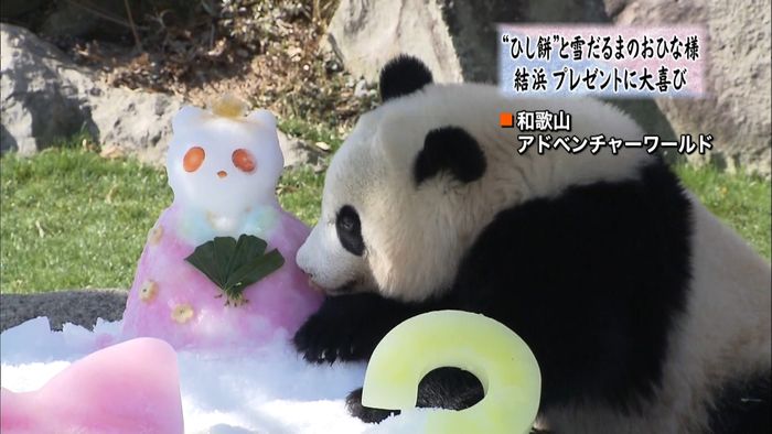 パンダの「結浜」に“おひな様” 白浜
