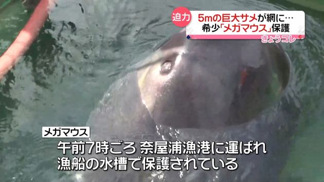 メガマウス 熊野灘で漁船の網にかかる