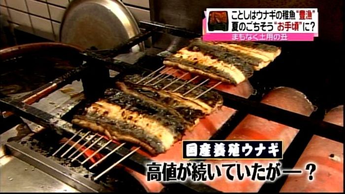激減のハズが一転“豊漁” 謎多きウナギ