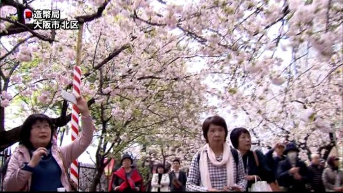 なにわの風物詩 造幣局「桜の通り抜け」