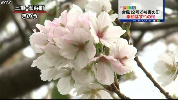 台風による豪雨被害の町で、季節外れの桜