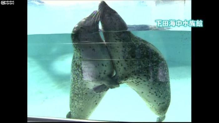 キスに続き…熱々のアザラシカップル 静岡