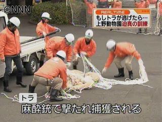 もしトラが逃げたら…上野動物園で捕獲訓練