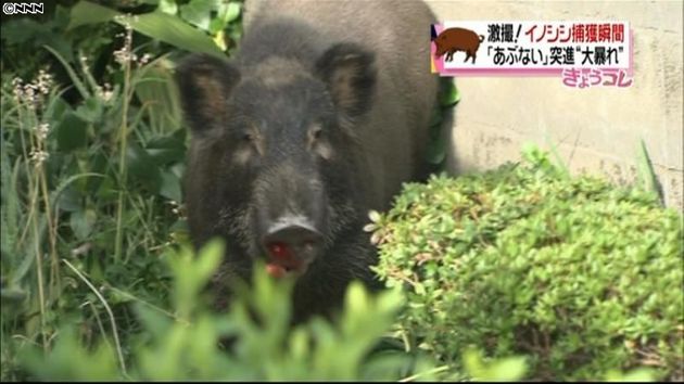 住宅街にイノシシ 警察による大捕物