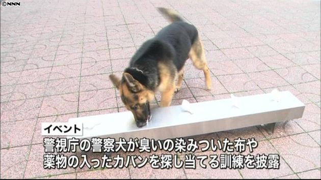 警察犬の模擬訓練に大勢の家族連れ 中央区 警察犬の模擬訓練に大勢の家族連れ 中央区