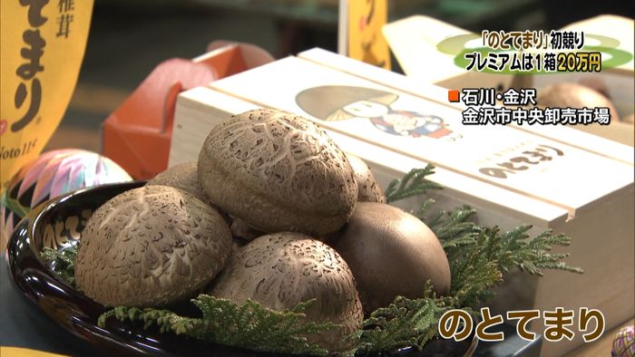 最高級原木しいたけ「のとてまり」初競り