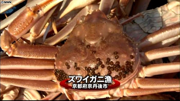 ズワイガニ漁解禁 京都の漁港で水揚げ作業