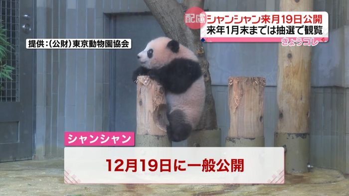 パンダのシャンシャン来月19日“公開”へ