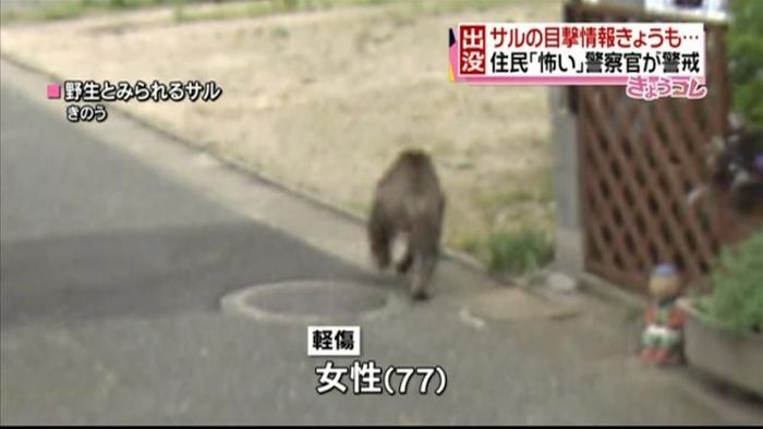 住宅街でサルの目撃情報続く 福岡市