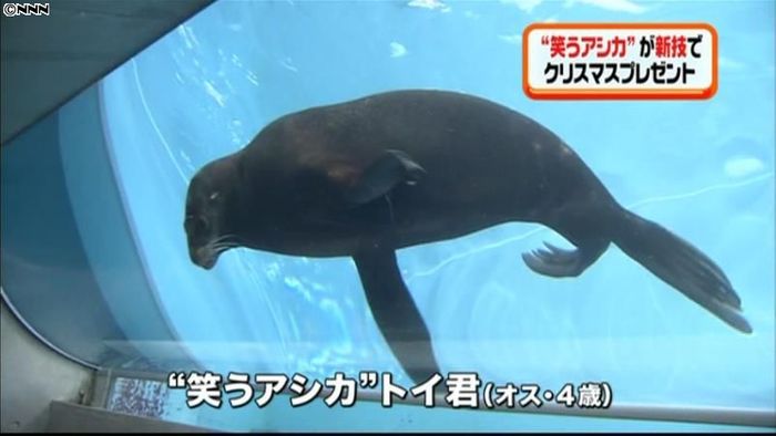“笑うアシカ”新技をXマスプレゼント♪