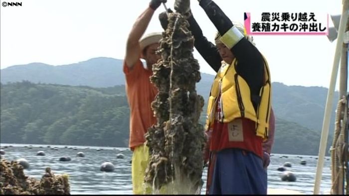 養殖カキの沖出し作業始まる 宮城・石巻市