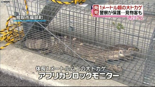 １メートル超の大トカゲ保護 見物客も