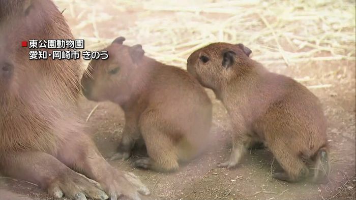 生まれたばかり!カピバラの赤ちゃんは双子