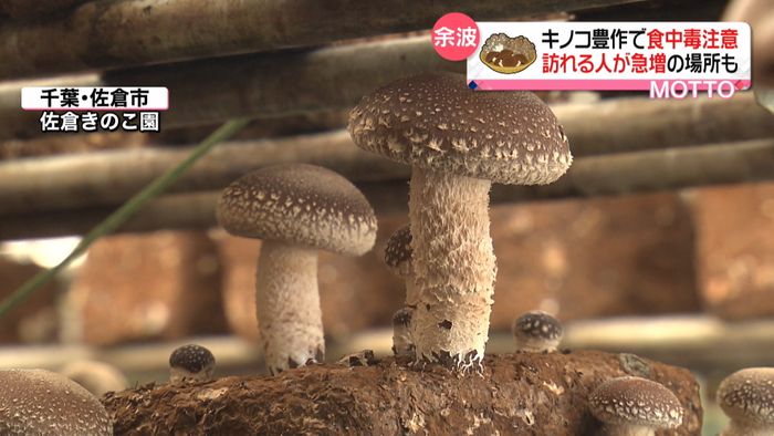 秋の味覚キノコ“豊作”食中毒を防ぐには?