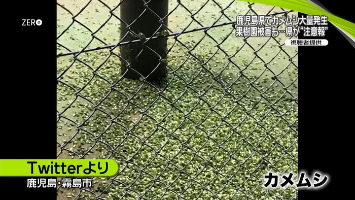 原因は…鹿児島でカメムシ大量発生 被害も