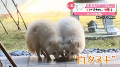 神聖 見ると幸せに 白い動物が 広島