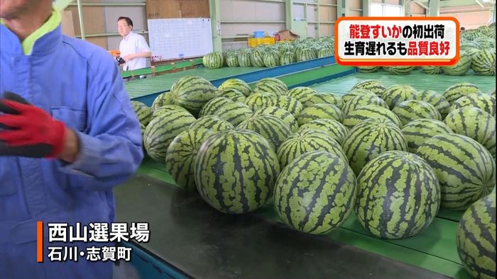 品質良好!「能登すいか」出荷始まる