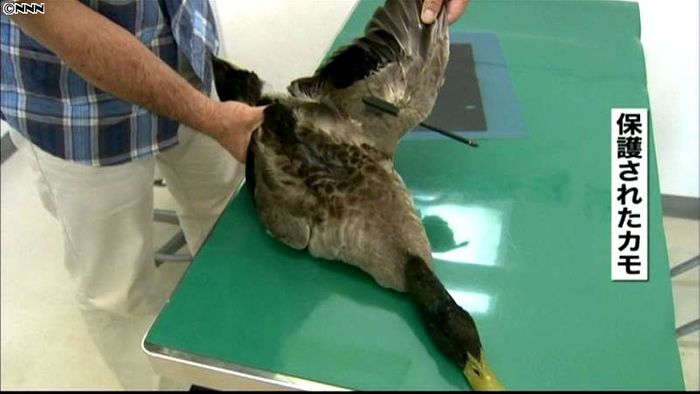 ボウガンの矢が刺さったカモを保護 福岡