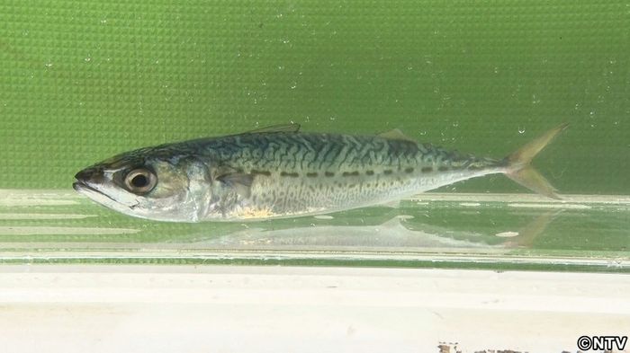 「念願のカツオ釣るぞ」城島茂4度目の挑戦