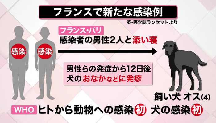 解説 サル痘 人から犬に感染 初確認 ペットとの接し方 注意点は 画像詳細