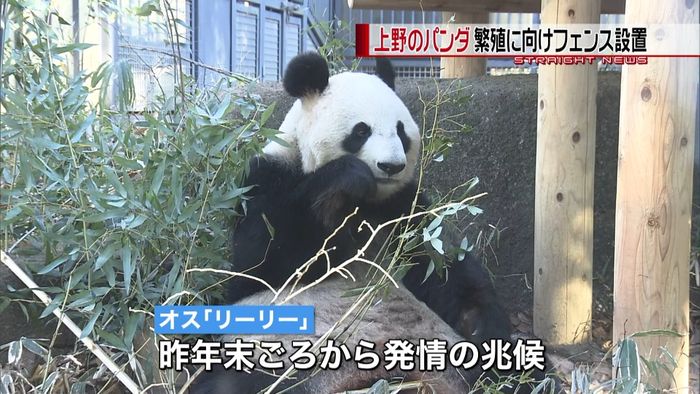 上野動物園　パンダの繁殖に向け準備