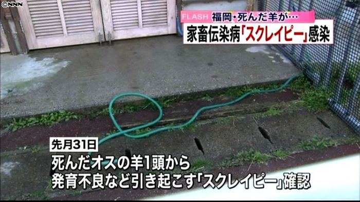 福岡の羊、家畜伝染病・スクレイピーに感染