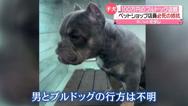 脇に抱え １００万円の犬 連れ去る 米