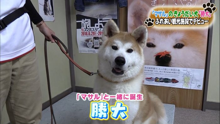 「マサル」きょうだい犬 観光施設デビュー