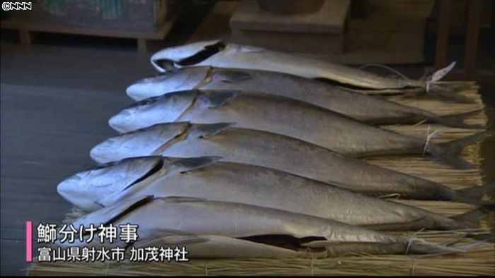 今年も無事で…伝統の「鰤分け神事」射水市