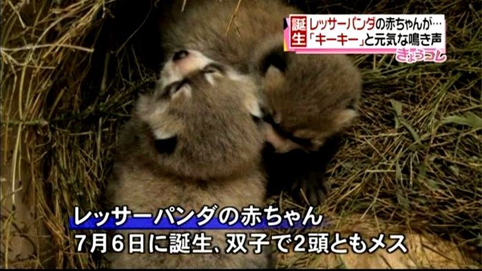 レッサーパンダの双子の赤ちゃん誕生!仙台