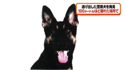 捜索中に逃げた警察犬クレバ号を発見 兵庫